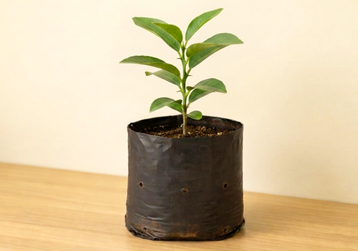 Lemon Saplings.
